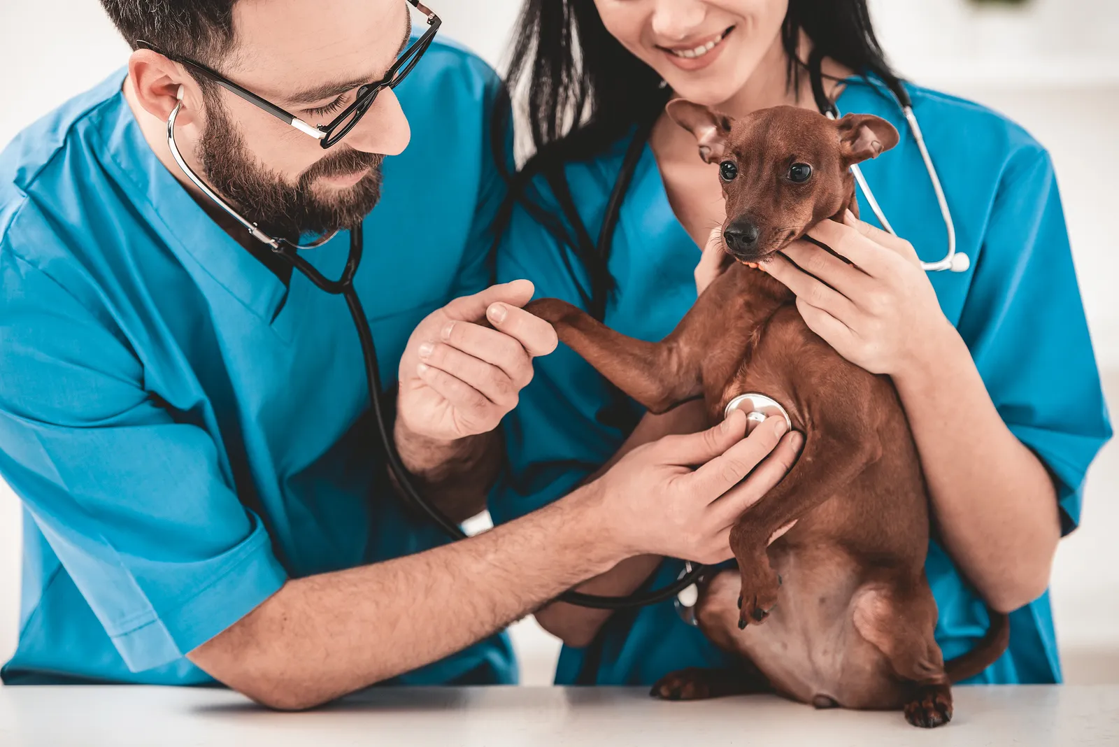 What is the Difference Between a Veterinary Assistant and a Veterinary Technician? header image