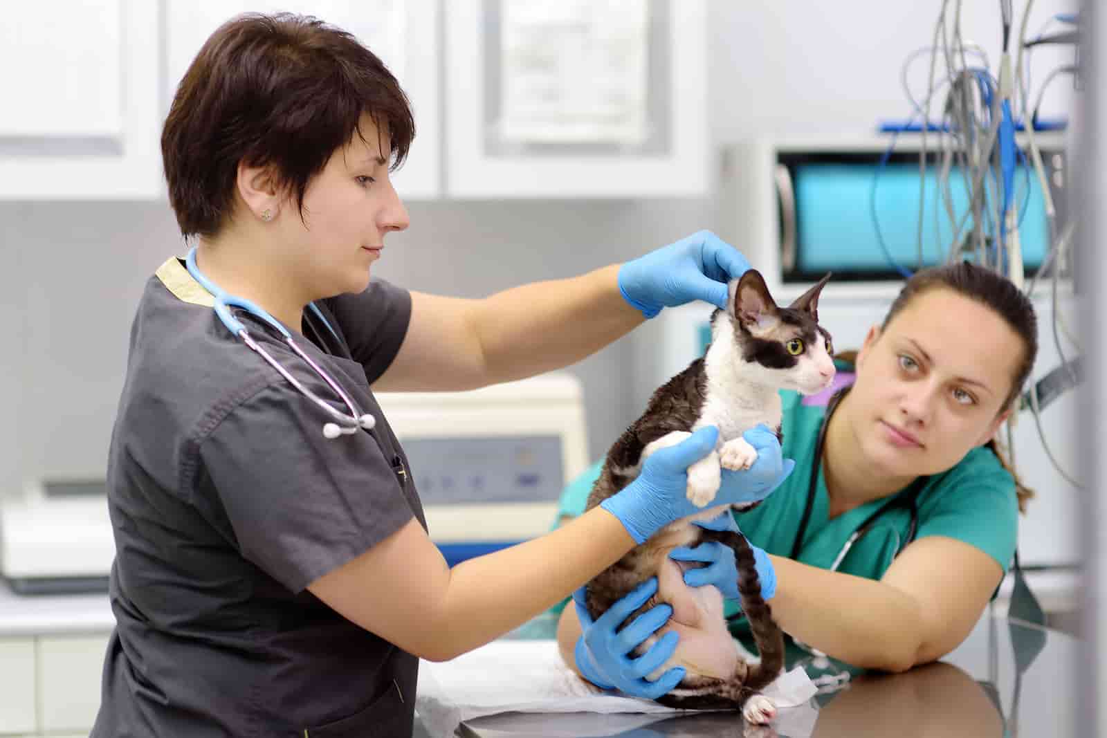 What Are The Working Conditions Of Being A Veterinarian NNOA